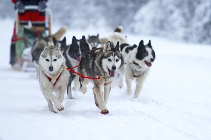 Климат тундры в России зимой и летом кратко об осадках и тмпературе (4 класс)