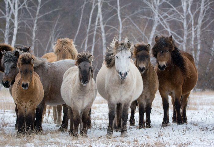 Климат в тайге &ndash; кратко для детей зимой и летом (4 класс, окружающий мир)
