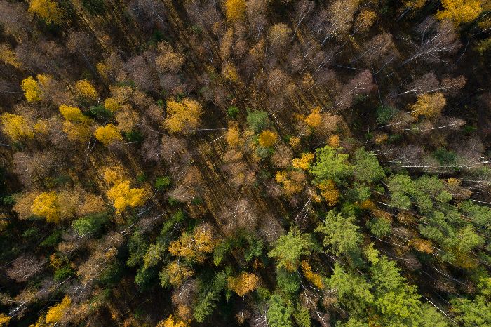 Климат в тайге &ndash; кратко для детей зимой и летом (4 класс, окружающий мир)