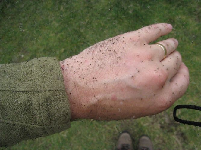 Климат Западно-Сибирской равнины, его тип и температура