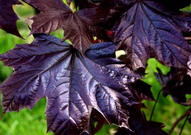 Клён — описание дерева для детей, характеристика и среда обитания