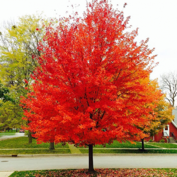 Клён — описание дерева для детей, характеристика и среда обитания