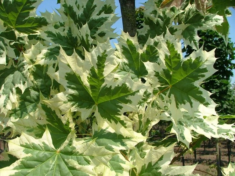 Клён — описание дерева для детей, характеристика и среда обитания