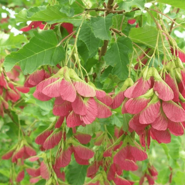 Клён — описание дерева для детей, характеристика и среда обитания