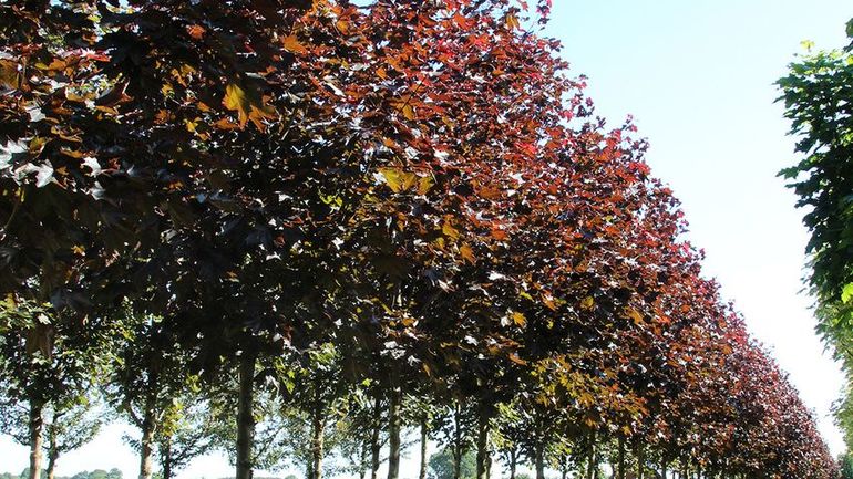 Клён — описание дерева для детей, характеристика и среда обитания