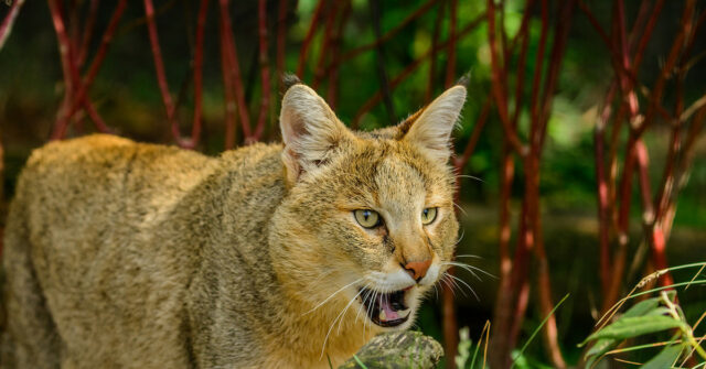 Кошки &ndash; рассказ для доклада о домашнем животном, сообщения кратко (2 класс, окружающий мир)