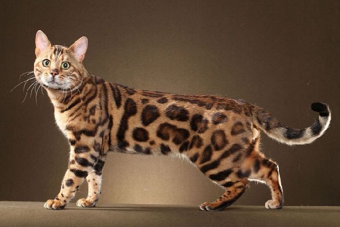 Кошки &ndash; рассказ для доклада о домашнем животном, сообщения кратко (2 класс, окружающий мир)