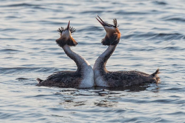 Красная книга Кировской области – список животных и растений, краткое описание для детей (2 класс, окружающий мир)