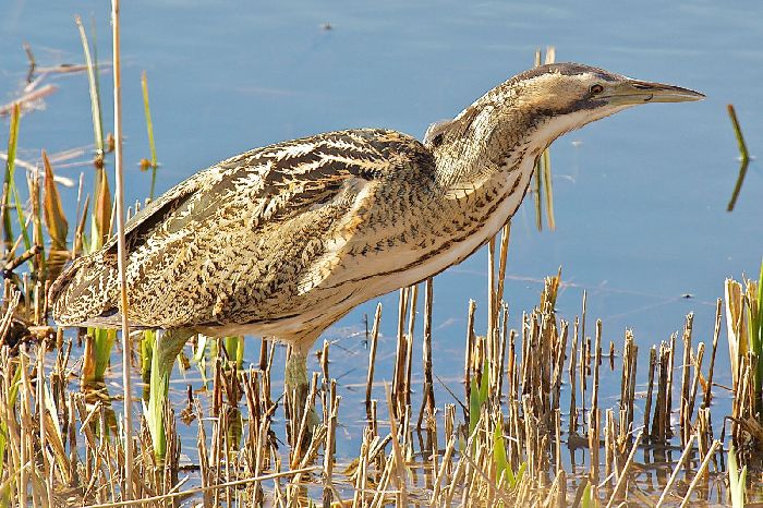 Красная книга Кировской области – список животных и растений, краткое описание для детей (2 класс, окружающий мир)