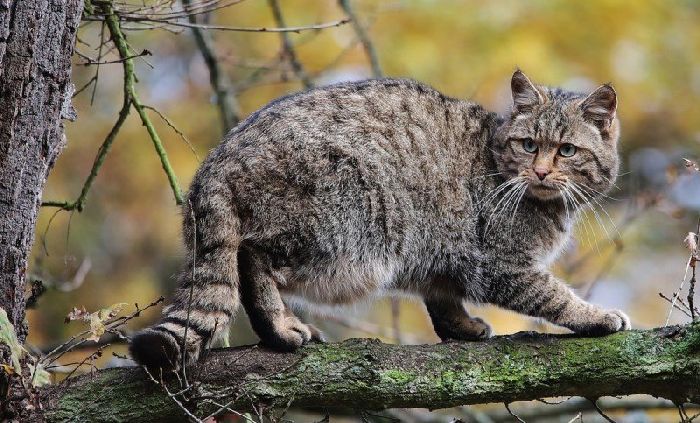 Красная книга Краснодарского края – список животных и растений, описание для детей кратко (2 класс, окружающий мир)