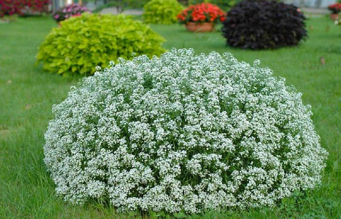 Красная книга Московской области и Москвы – список животных и растений, представители и описание для детей кратко (2 класс, окружающий мир)