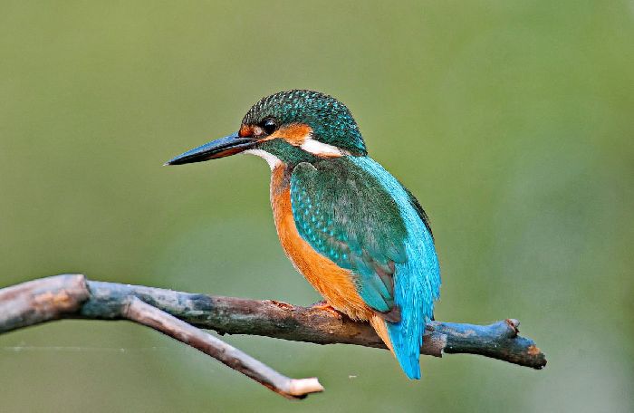 Красная книга Московской области и Москвы – список животных и растений, представители и описание для детей кратко (2 класс, окружающий мир)