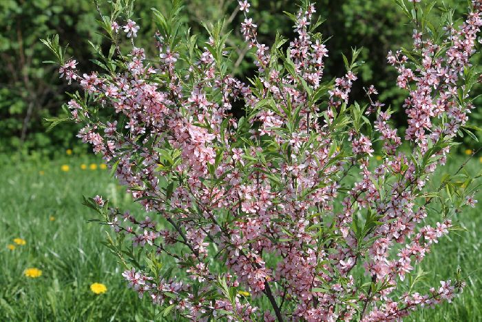 Красная книга Нижегородской области – список животных и растений, описание для детей кратко (2 класс, окружающий мир)