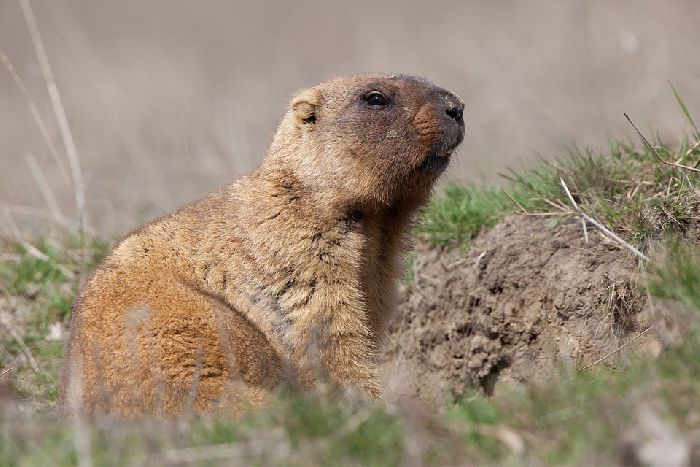Красная книга Нижегородской области – список животных и растений, описание для детей кратко (2 класс, окружающий мир)