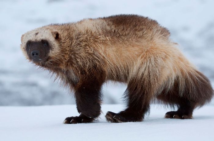 Красная книга Омской области – список животных и растений, краткое описание для детей (2 класс, окружающий мир)