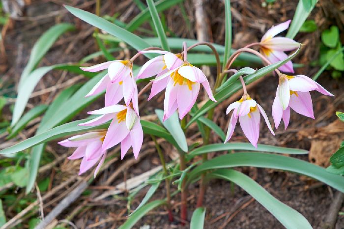 Красная книга Омской области – список животных и растений, краткое описание для детей (2 класс, окружающий мир)