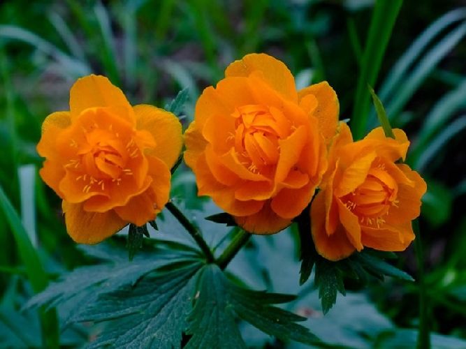 Красная книга Омской области – список животных и растений, краткое описание для детей (2 класс, окружающий мир)