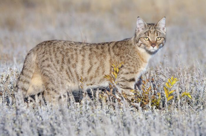 Красная книга Оренбургской области – список животных и растений, краткое описание для детей (2 класс, окружающий мир)