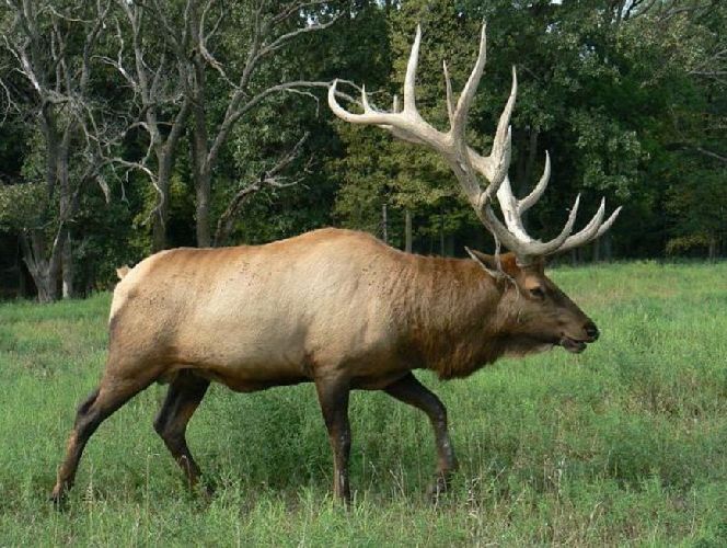 Красная книга Республики Башкортостана – список животных и растений, названия видов и описание для детей кратко (2 класс, окружающий мир)