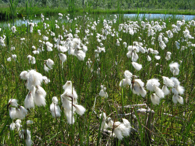 Красная книга Республики Башкортостана – список животных и растений, названия видов и описание для детей кратко (2 класс, окружающий мир)