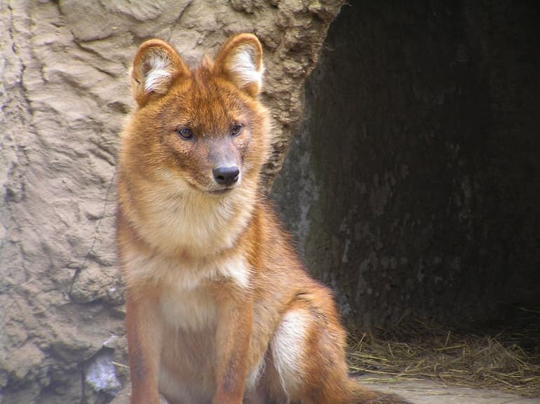 Красная книга России &mdash; описание, виды и списки редких животных и растений