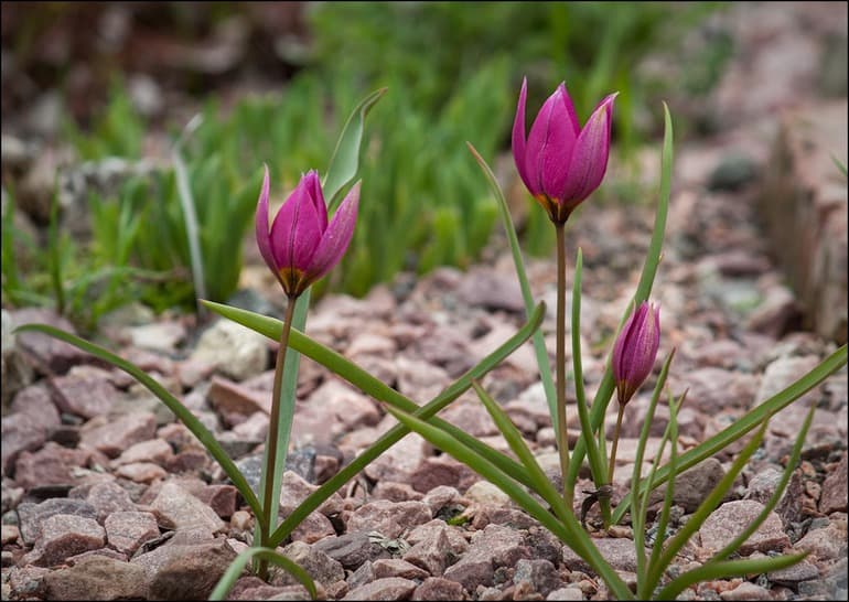 Красная книга России &mdash; описание, виды и списки редких животных и растений