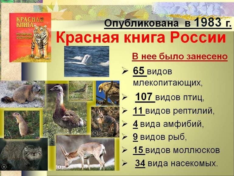 Красная книга России &mdash; описание, виды и списки редких животных и растений