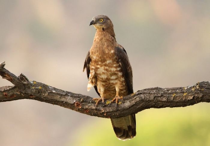 Красная книга Свердловской области – список животных и растений, краткое описание для детей (2 класс, окружающий мир)
