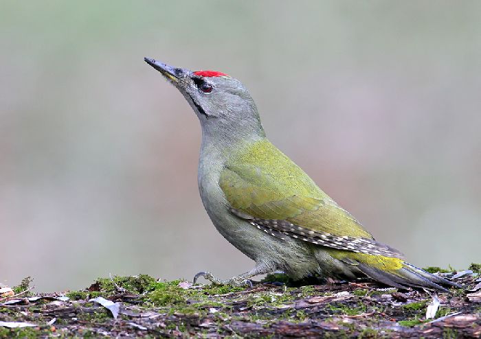 Красная книга Свердловской области – список животных и растений, краткое описание для детей (2 класс, окружающий мир)