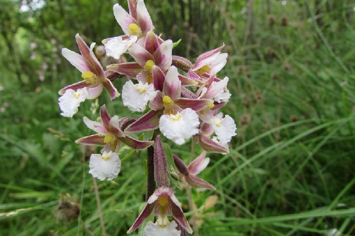 Красная книга Свердловской области – список животных и растений, краткое описание для детей (2 класс, окружающий мир)