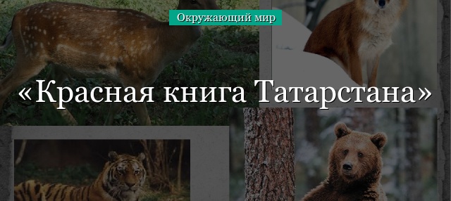 Красная книга Татарстана – список животных и растений, краткое описание для детей (2 класс, окружающий мир)