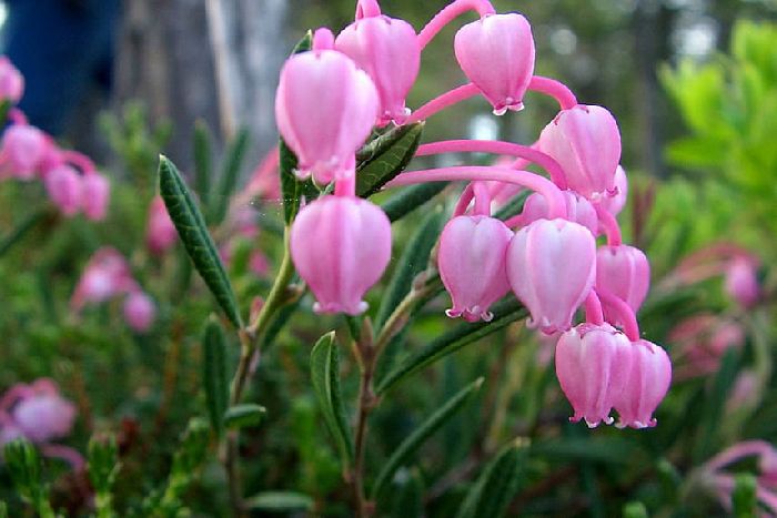 Красная книга Татарстана – список животных и растений, краткое описание для детей (2 класс, окружающий мир)