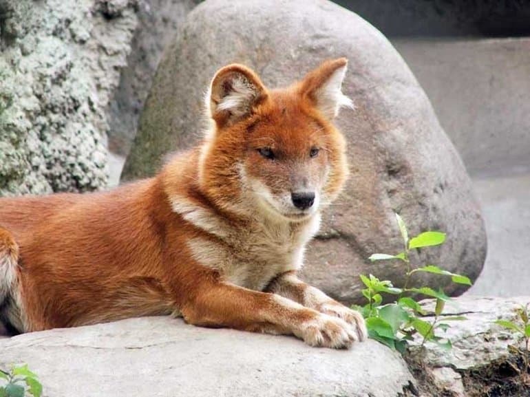 Красный волк — краткое описание животного для детей 2 класса