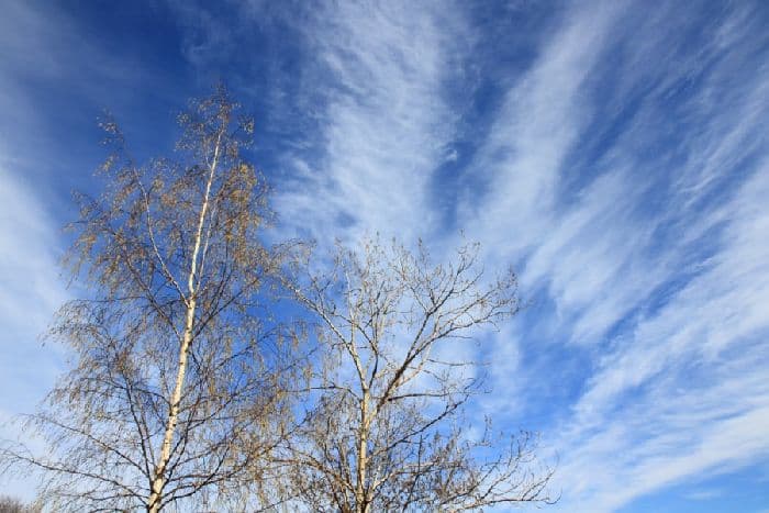 Красота весны и ее приметы (2 класс, окружающий мир)