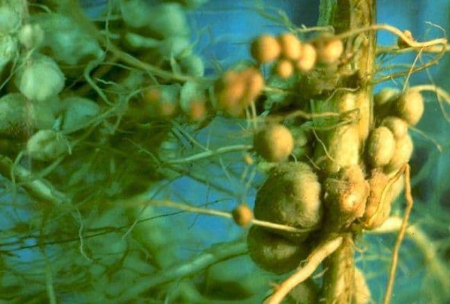 Круговорот азота в природе – схема и описание