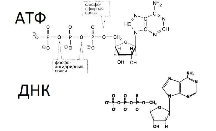 Круговорот углерода в природе &ndash; краткая схема