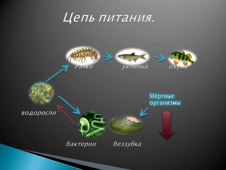 Круговорот углерода в природе — особенности, описание и схема процесса