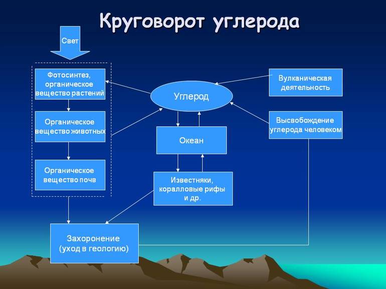 Круговорот углерода в природе — особенности, описание и схема процесса
