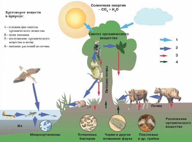 Круговорот веществ в природе