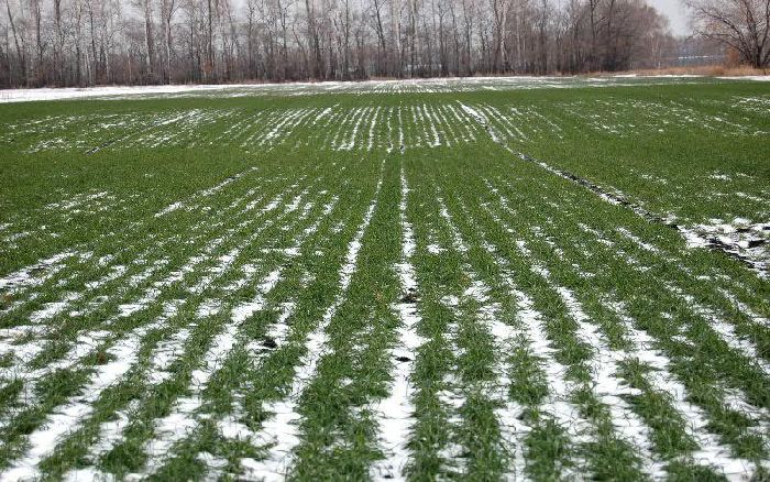 Культурные злаковые растения &ndash; список примеров&nbsp;культурных растений семейства злаки