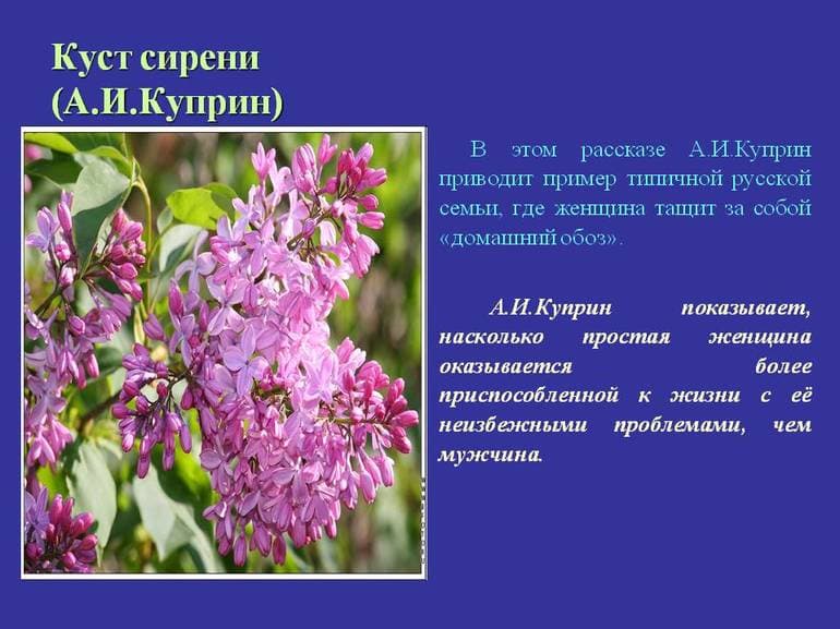 «Куст сирени» — краткое содержание рассказа А.И. Куприна