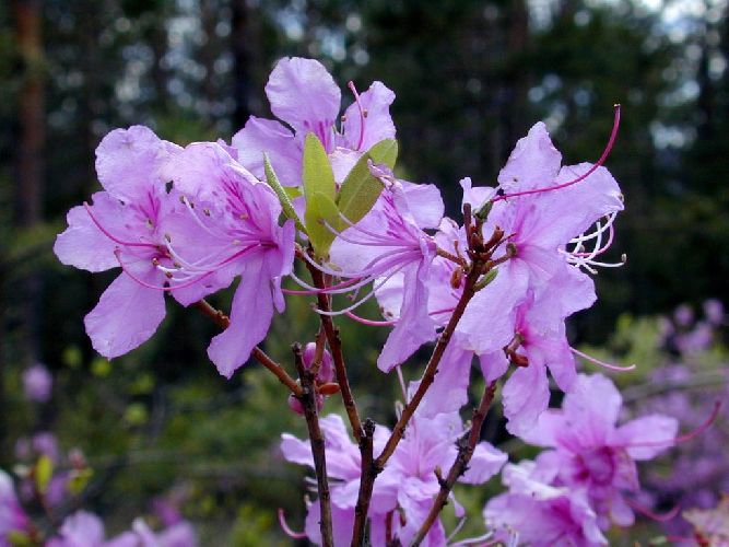 Кустарники леса – названия, примеры для сообщения кратко (2 класс, окружающий мир)