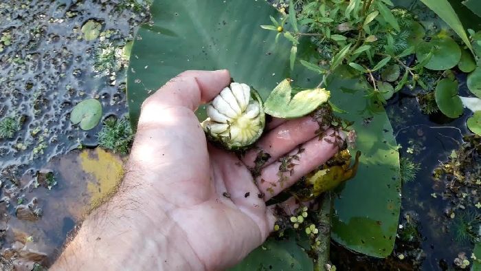 Кувшинка белая описание (белоснежная) &ndash; информация о растении для сообщения или доклада,&nbsp;краткое описание (3 класс)