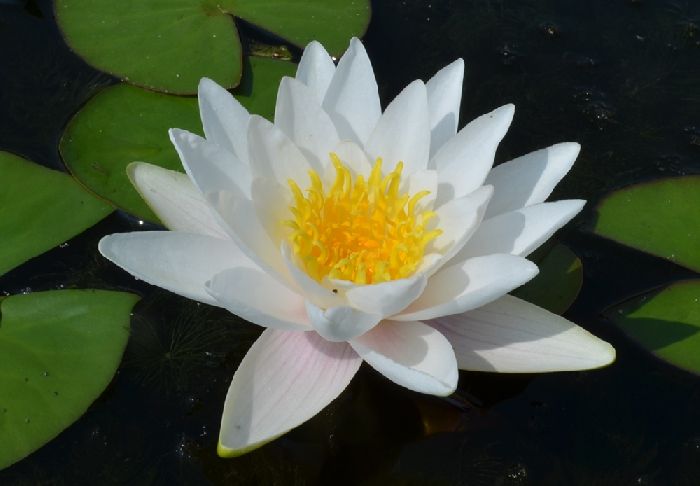 Кувшинка белая описание (белоснежная) &ndash; информация о растении для сообщения или доклада,&nbsp;краткое описание (3 класс)