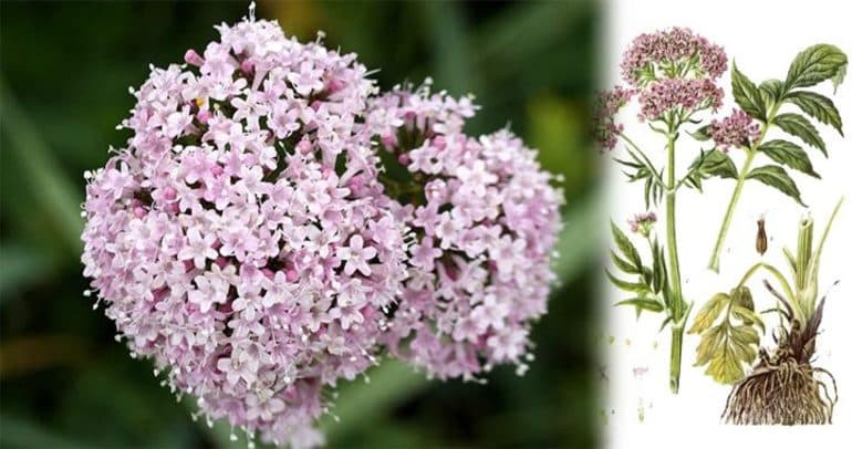 Ландыш майский &mdash; описание, строение и свойства растения из Красной книги