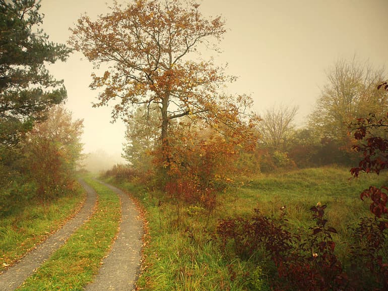 «Лес и степь» — краткое содержание рассказа И.С. Тургенева