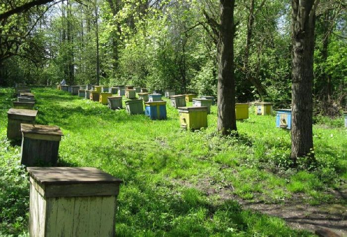 Лес в жизни человека &ndash; описание пользы леса для доклада (4 класс, окружающий мир)