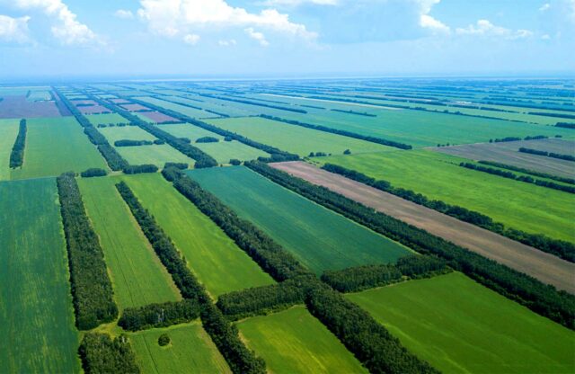 Лес в жизни человека &ndash; описание пользы леса для доклада (4 класс, окружающий мир)