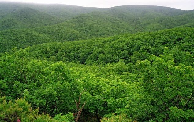 Леса России (4 класс, окружающий мир)