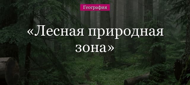 Лесная природная зона – где расположена, из чего состоит лес